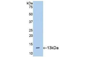 Detection of Recombinant Hepc, Mouse using Polyclonal Antibody to Hepcidin (Hepc) (Hepcidin antibody  (AA 24-83))