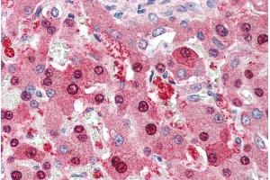 ABIN184821 (5µg/ml) staining of paraffin embedded Human Liver. (NDC80 antibody  (C-Term))