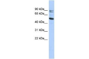 Western Blotting (WB) image for anti-Calpain 10 (CAPN10) antibody (ABIN2459529) (CAPN10 antibody)