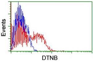 Flow Cytometry (FACS) image for anti-Dystrobrevin, beta (DTNB) antibody (ABIN1497915) (Dystrobrevin beta antibody)
