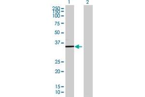 Western Blot analysis of TSFM expression in transfected 293T cell line ( H00010102-T01 ) by TSFM MaxPab polyclonal antibody. (TSFM antibody  (AA 1-346))