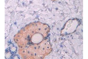 Used in DAB staining on fromalin fixed paraffin- embedded kidney tissue (CUBN antibody  (AA 98-207))