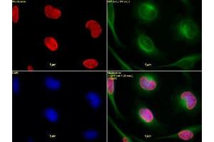 Histone H3 dimethyl Lys9 antibody tested by immunofluorescence. (Histone 3 antibody  (H3K9me2))