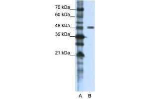 WB Suggested Anti-PPP1R8  Antibody Titration: 1. (PPP1R8 antibody  (N-Term))