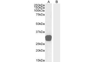 GDF15 Antikörper  (C-Term)