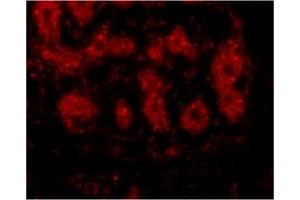 Image no. 1 for anti-Tripartite Motif Containing 5 (TRIM5) (C-Term) antibody (ABIN203830) (TRIM5 antibody  (C-Term))