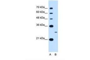 Image no. 1 for anti-Nanog Homeobox (NANOG) (AA 21-70) antibody (ABIN6738410) (Nanog antibody  (AA 21-70))