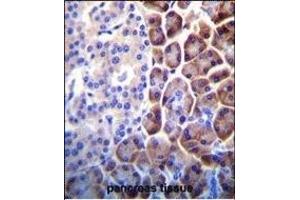 COPE Antibody (C-term) (ABIN655276 and ABIN2844868) immunohistochemistry analysis in formalin fixed and paraffin embedded human pancreas tissue followed by peroxidase conjugation of the secondary antibody and DAB staining.