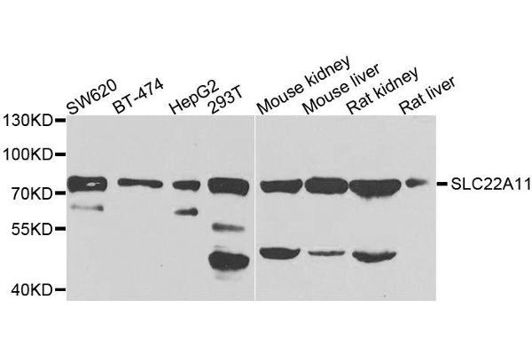 SLC22A11 antibody  (AA 40-150)
