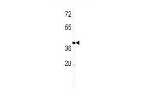 Western blot analysis of IGHM antibody (N-term) (ABIN391681 and ABIN2841589) in T47D cell line lysates (35 μg/lane). (IGHM antibody  (N-Term))