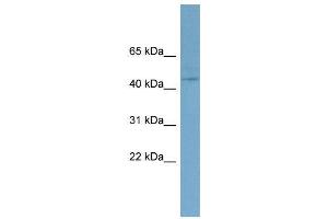WB Suggested Anti-EED  Antibody Titration: 0. (EED antibody  (N-Term))