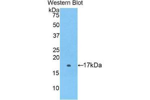 Western Blotting (WB) image for anti-Coagulation Factor II (thrombin) Receptor-Like 1 (F2RL1) (AA 212-347) antibody (ABIN1860131)