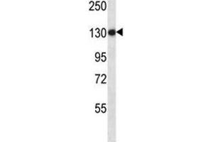 Anti-TLR8 antibody western blot analysis in NCI-H460 lysate (TLR8 antibody  (AA 434-463))