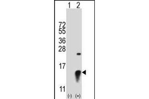 Western blot analysis of SUMO2 (arrow) using rabbit polyclonal SUMO2 Antibody (ABIN388085 and ABIN2845979). (SUMO2 antibody  (C-Term))