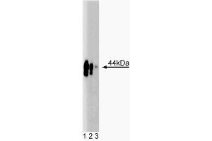 Western blot analysis of CD40 on EB1 cell lysate. (CD40 antibody  (AA 71-187))
