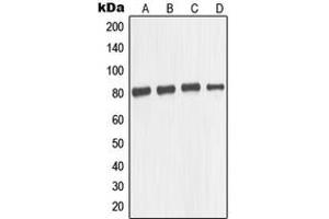 Western blot analysis of TAU expression in SKNSH (A), mouse brain (B), U87MG (C), SHSY5Y (D) whole cell lysates. (tau antibody  (Center))