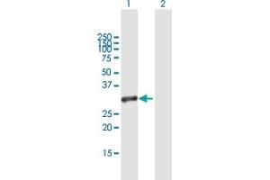 Western Blot analysis of C20orf20 expression in transfected 293T cell line by C20orf20 MaxPab polyclonal antibody.