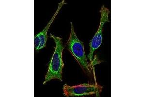 Immunofluorescence analysis of Hela cells using MB mouse mAb (green).