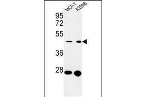 Western blot analysis of CDC37 Antibody (Center) (ABIN652914 and ABIN2842588) in MCF-7,  cell line lysates (35 μg/lane). (CDC37 antibody  (AA 116-144))