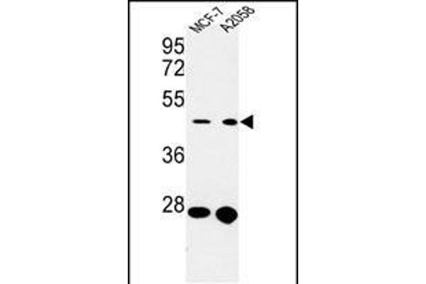CDC37 Antikörper  (AA 116-144)