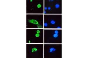 Image no. 1 for anti-Lymphoid Enhancer-Binding Factor 1 (LEF1) antibody (ABIN793575) (LEF1 antibody)