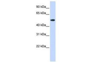 RASGEF1A antibody  (AA 72-121)