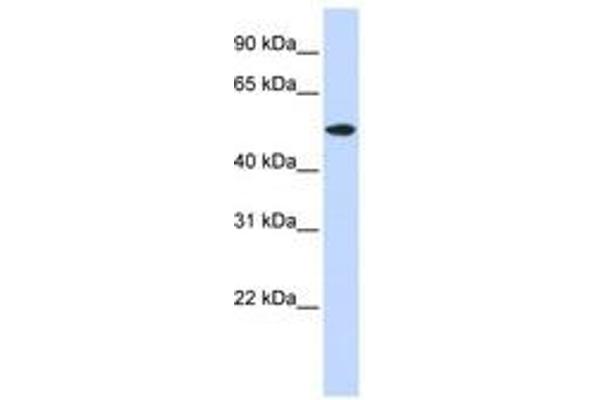 RASGEF1A Antikörper  (AA 72-121)