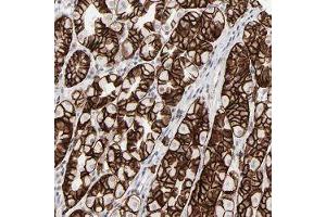 Immunohistochemical staining of human stomach with IRF9 polyclonal antibody  shows strong cytoplasmic and membranous positivity in glandular cells at 1:50-1:200 dilution.