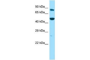 Host: Rabbit Target Name: KMO Sample Type: 293T Whole Cell lysates Antibody Dilution: 1. (KMO antibody  (N-Term))