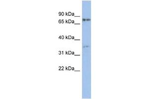 WB Suggested Anti-EOMES Antibody Titration:  0. (EOMES antibody  (Middle Region))