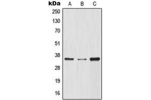 Western blot analysis of IKB alpha expression in THP1 (A), HeLa (B), Raw264.