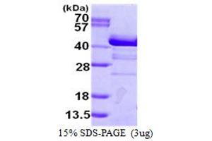 Image no. 1 for Endophilin-A1 (SH3G2) protein (His tag) (ABIN1098256) (SH3G2 Protein (His tag))