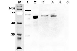 Western blot analysis using anti-DLL1 (human), pAb  at 1:2'000 dilution. (DLL1 antibody)