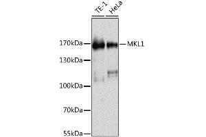 Western blot analysis of extracts of various cell lines, using MKL1 antibody (ABIN6293384) at 1:1000 dilution. (MKL1 antibody)