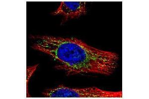 ICC/IF Image Confocal immunofluorescence analysis (Olympus FV10i) of paraformaldehyde-fixed HeLa, using GALNS, antibody (Green) at 1:500 dilution. (GALNS antibody  (Center))