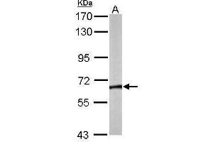 WB Image Sample (50 ug of whole cell lysate) A: Mouse brain 7. (CCT8 antibody)