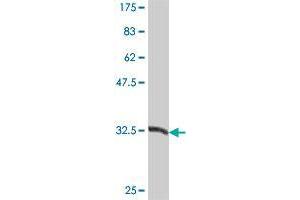 Western Blot detection against Immunogen (37 KDa) . (BCL2L12 antibody  (AA 174-273))