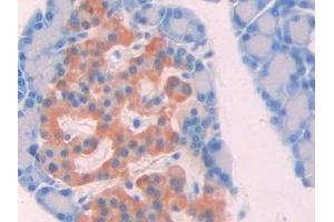Detection of aZGP1 in Rat Pancreas Tissue using Monoclonal Antibody to Alpha-2-Glycoprotein 1, Zinc Binding (aZGP1) (AZGP1 antibody  (AA 18-296))