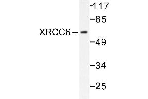 Image no. 1 for anti-X-Ray Repair Complementing Defective Repair in Chinese Hamster Cells 6 (XRCC6) antibody (ABIN271984) (XRCC6 antibody)
