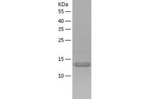 Western Blotting (WB) image for Small Nuclear Ribonucleoprotein D3 Polypeptide 18kDa (SNRPD3) (AA 1-126) protein (His tag) (ABIN7125130)