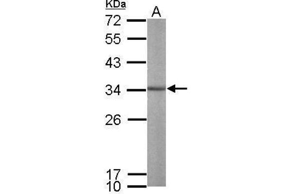 THO Complex 4 antibody