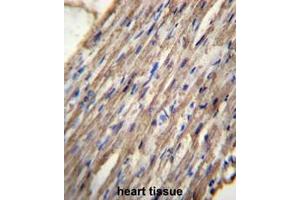 C10orf129 Antibody (C-term) immunohistochemistry analysis in formalin fixed and paraffin embedded human heart tissue followed by peroxidase conjugation of the secondary antibody and DAB staining. (C10ORF129 antibody  (C-Term))