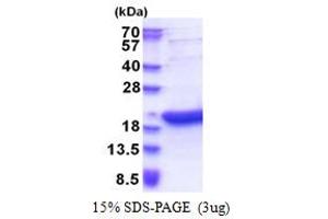 Basic Leucine Zipper Transcriptional Factor ATF-Like 3 (BATF3) (AA 1-127) protein (His tag)