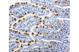 IHC-P: HSP105 antibody testing of rat intestine tissue (HSPH1 antibody  (AA 713-733))