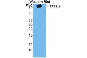 Western blot analysis of the recombinant protein. (Caspase 12 antibody  (AA 1-413))