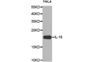 Western blot analysis of extracts of HeLa cell line, using IL18 antibody. (IL-18 antibody)