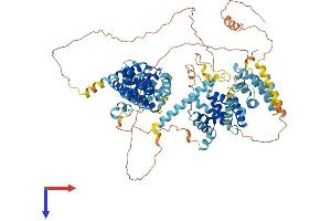 AlphaFold protein structure predicition of Mouse Recombinant Nom1 Protein, UniprotID Q3UFM5 (NOM1 Protein (AA 1-854) (His tag))