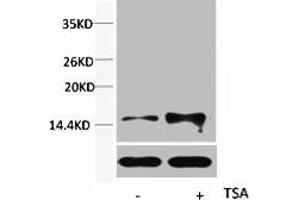 Western blot analysis of extracts from Hela cells, untreated (-) or treated, 1:5000. (HIST1H2BA/HIST1H2BB/HIST1H2BC (acLys15) antibody)