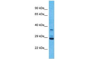 Western Blotting (WB) image for anti-Olfactory Receptor, Family 5, Subfamily V, Member 1 (OR5V1) (C-Term) antibody (ABIN2791750) (OR5V1 antibody  (C-Term))