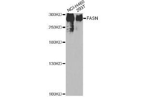 Western blot analysis of extracts of various cell lines, using FASN antibody (ABIN1872661) at 1:200 dilution. (Fatty Acid Synthase antibody)